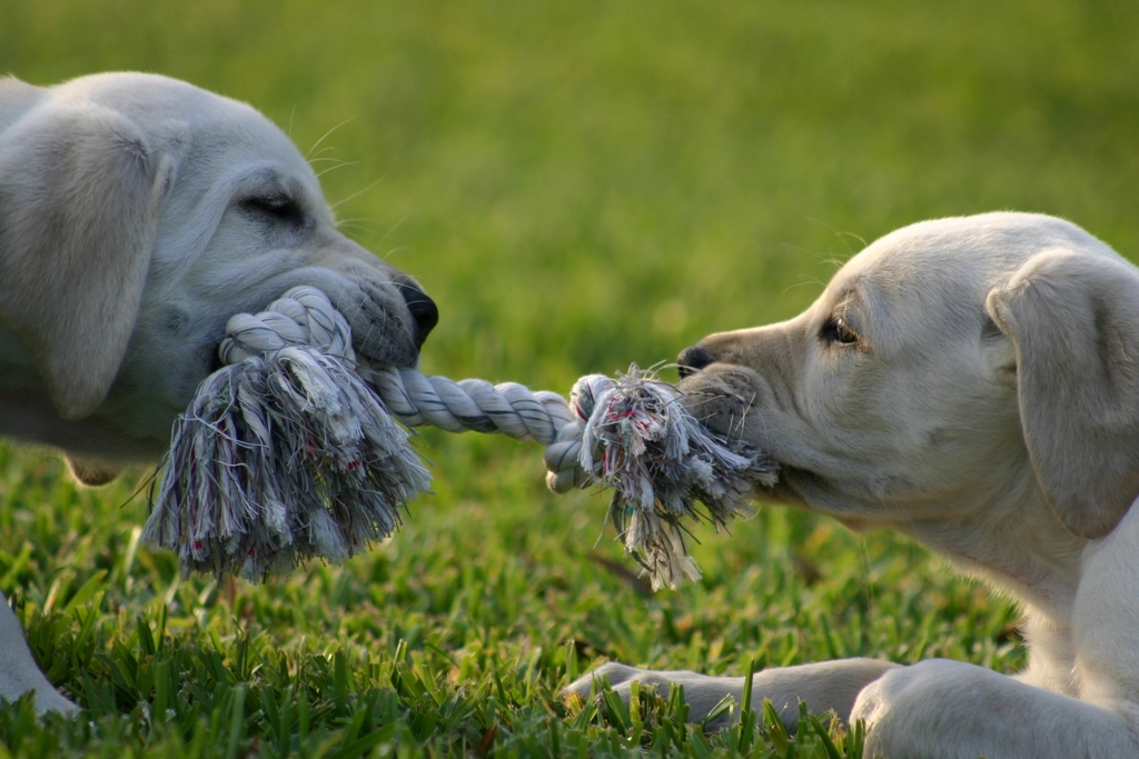 The Social Life: Double the Fun or Double Trouble? (image credits: rawpixel)