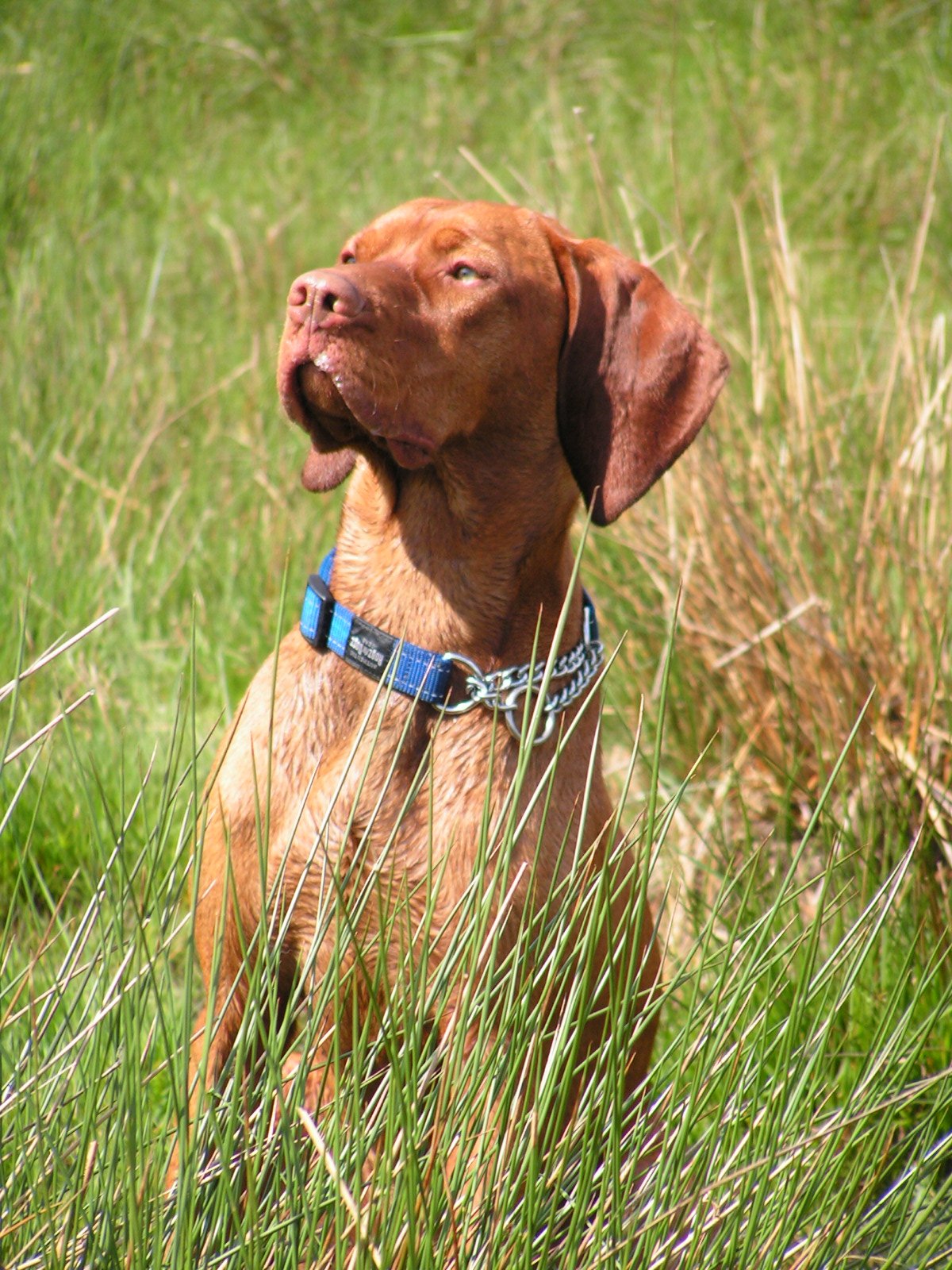Vizsla (image credits: wikimedia)