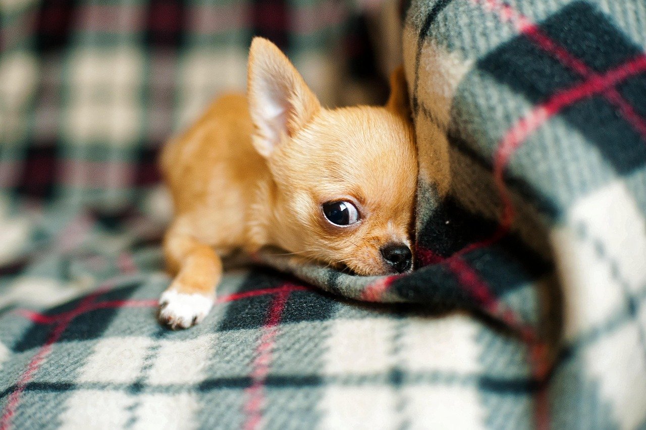 Recognize and Avoid Overprotectiveness (image credits: pixabay)