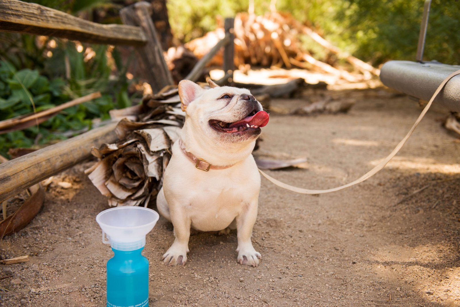 French Bulldog (image credits: wikimedia)