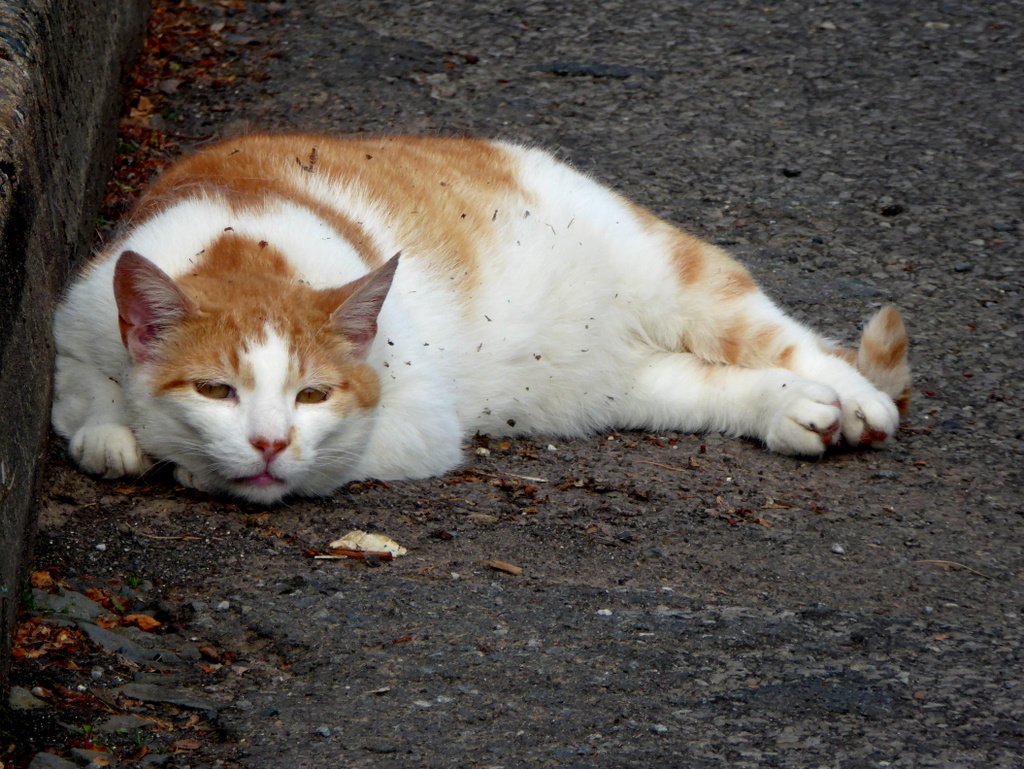 Cat Naps: Light Sleepers at Heart (image credits: wikimedia)