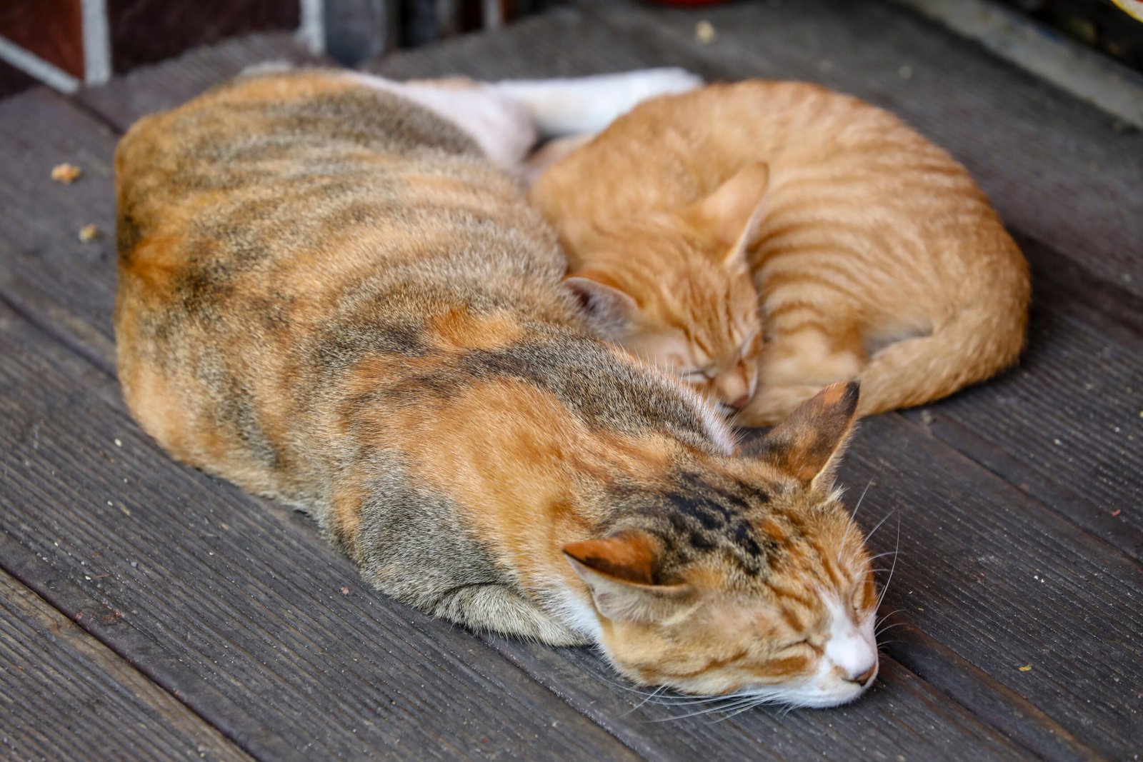 Age Matters: Kittens, Adults, and Seniors (image credits: wikimedia)