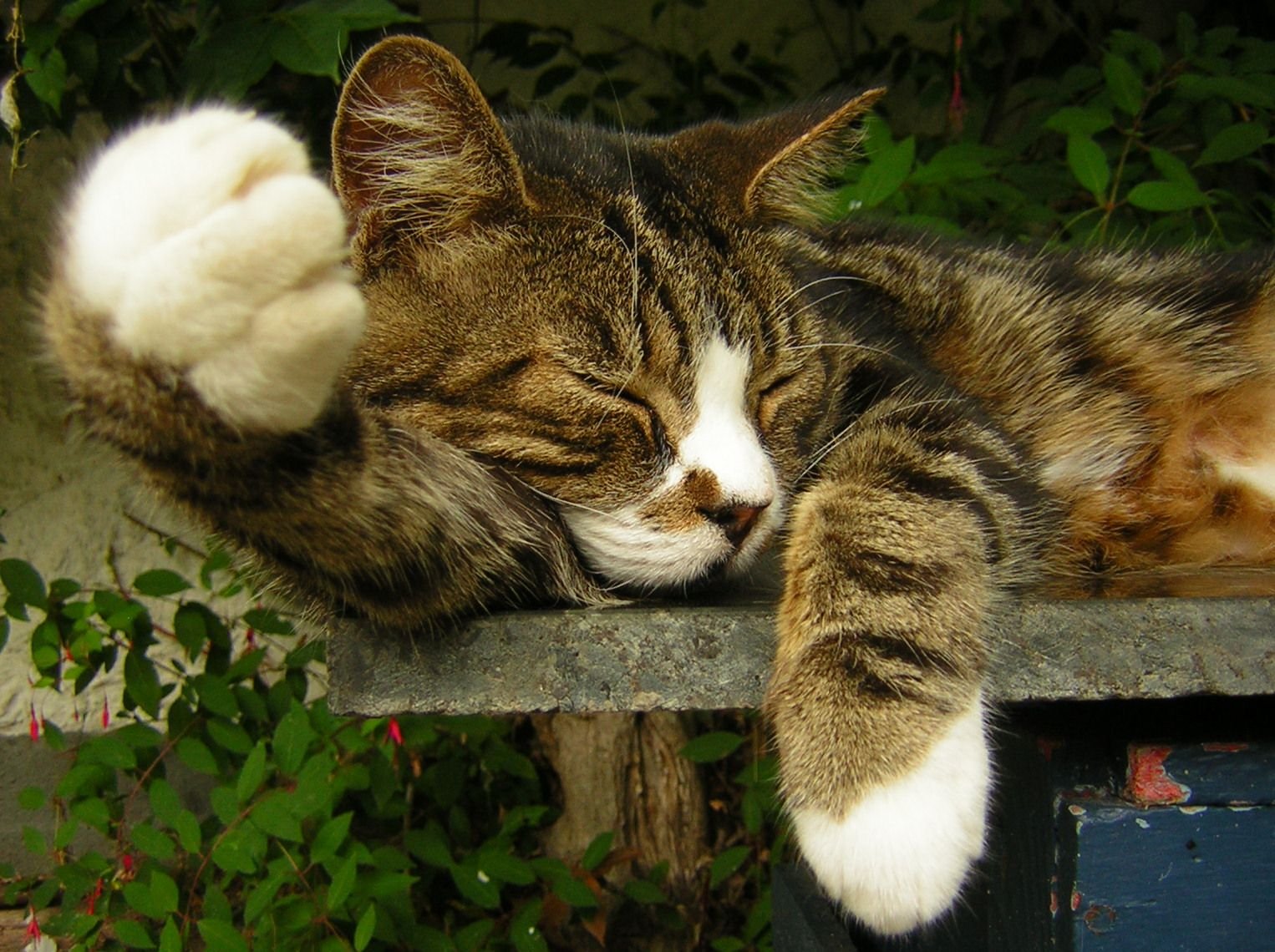 Dreams and Twitching: What Happens When Cats Sleep? (image credits: wikimedia)