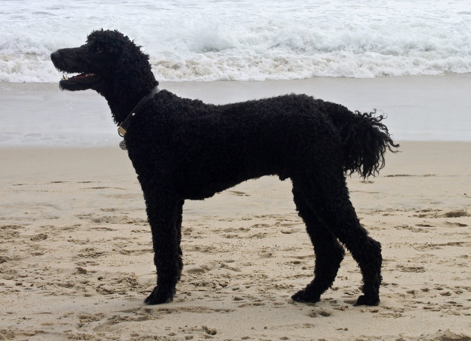 Poodle (image credits: wikimedia)
