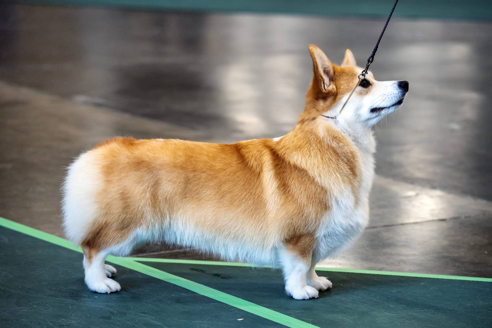 Pembroke Welsh Corgi (image credits: wikimedia)