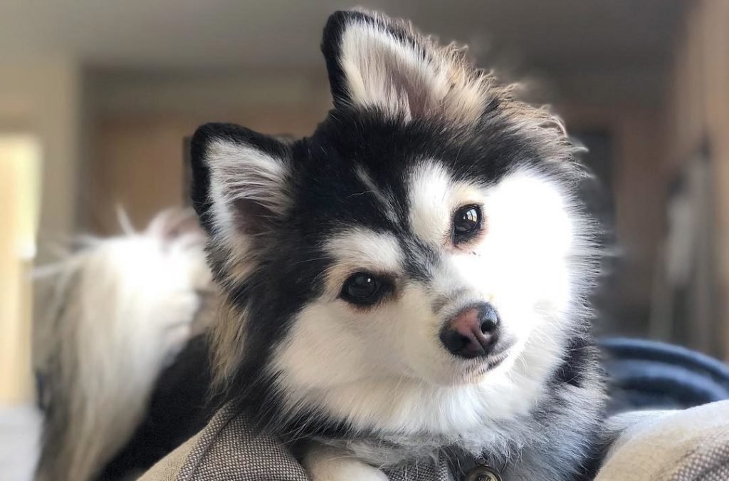 Understanding the Pomsky Personality (image credits: wikimedia)