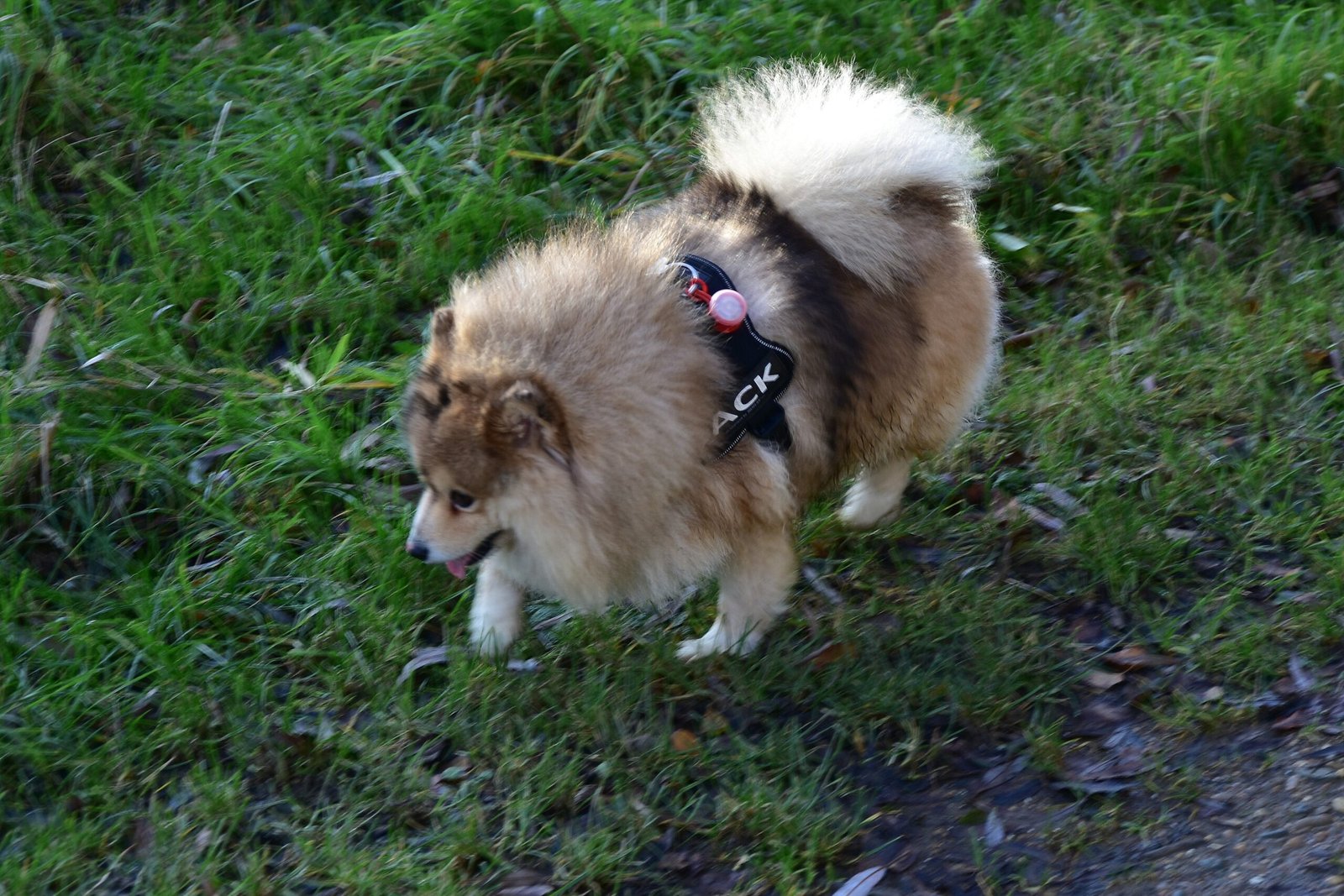 Exercise and Play: Keeping Your Pomsky Active (image credits: wikimedia)