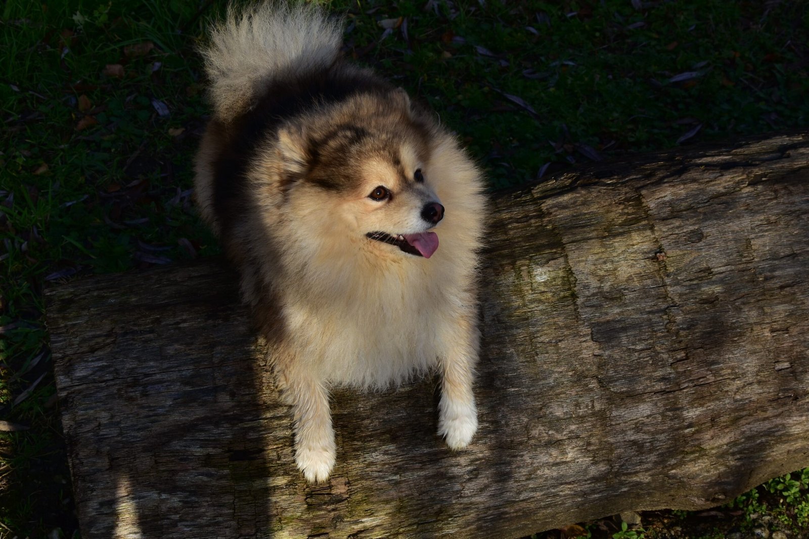 Training Your Pomsky: Patience Pays Off (image credits: wikimedia)