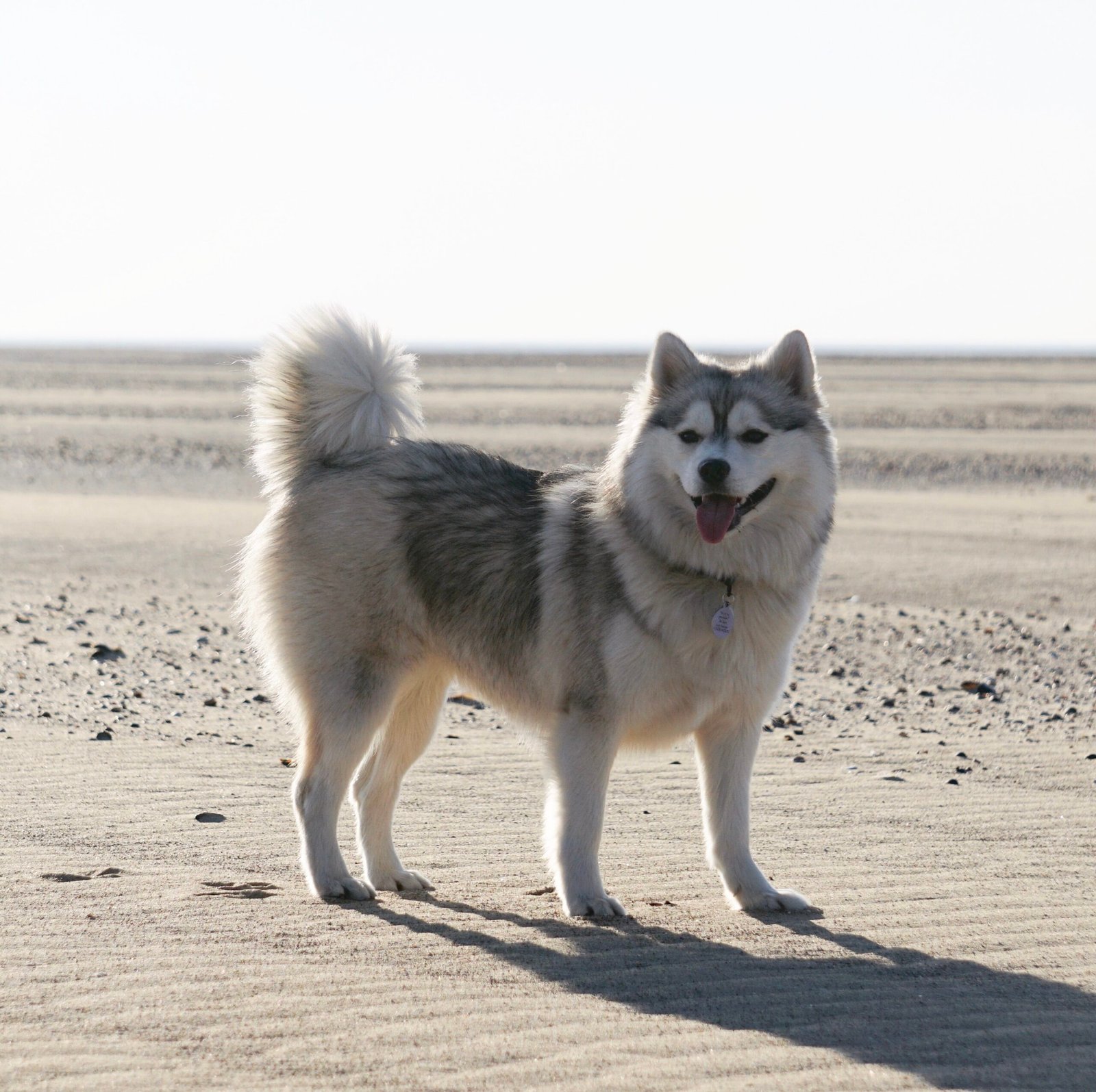 Socialization: Building Confidence in Your Pomsky (image credits: wikimedia)