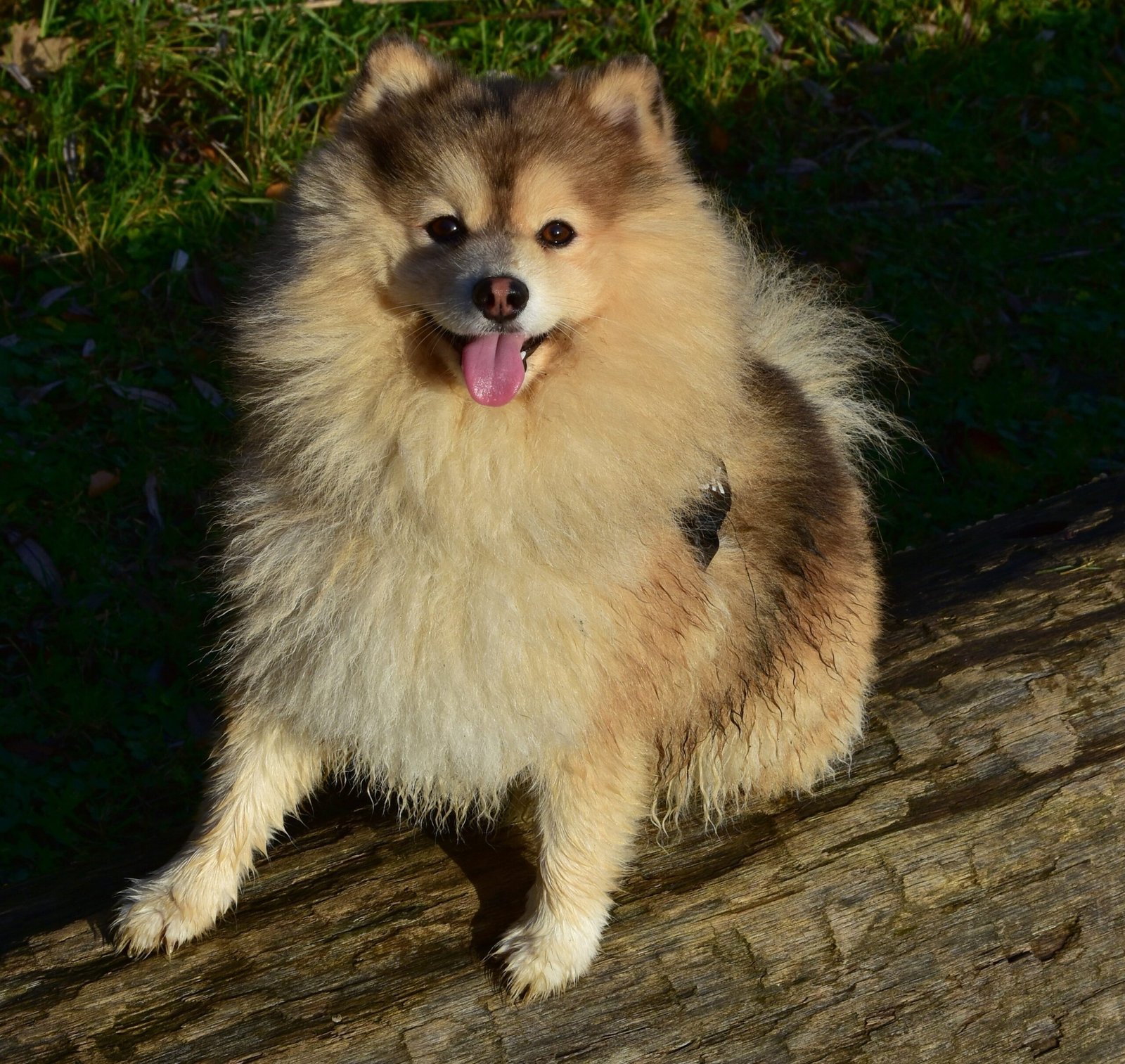 Managing Shedding and Allergies (image credits: wikimedia)