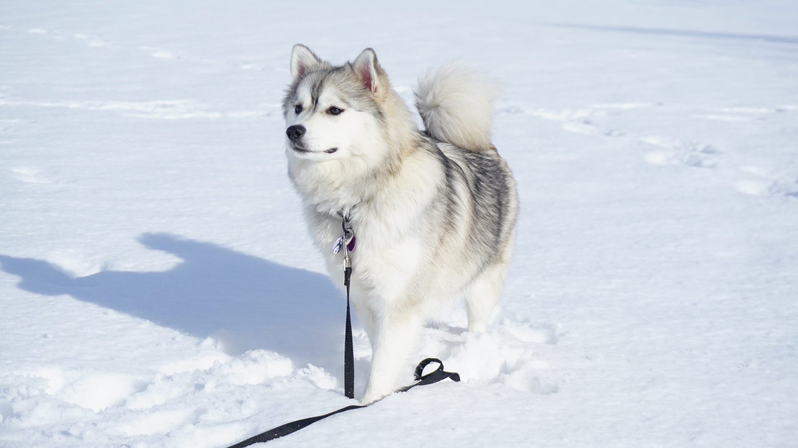10 Care Tips For The Dog Breed Winning Hearts Across the US, The Pomsky
