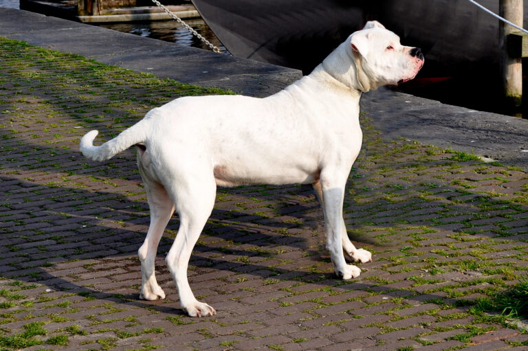 10 Dogs Most People Should Avoid as Pets and The Reason Why