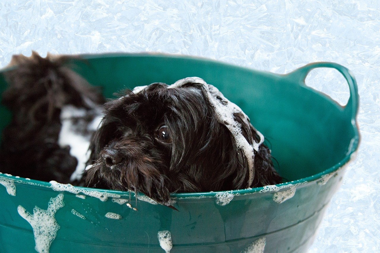 Your Pup’s Grooming Game Is Weak (image credits: pixabay)