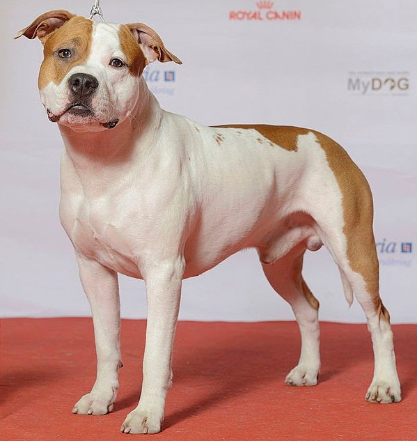 They’re Not All the Same as Pit Bulls (image credits: wikimedia)