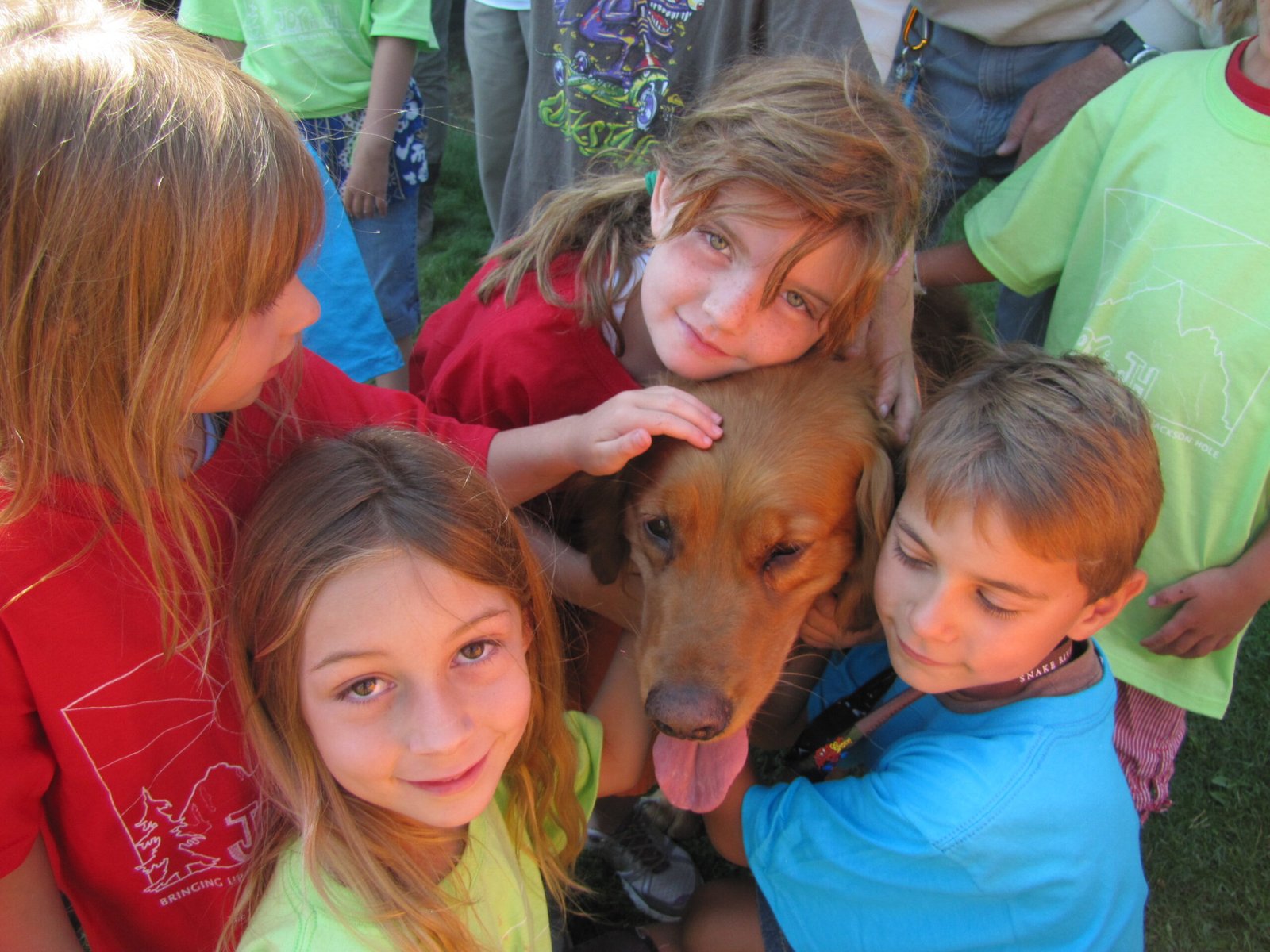 Golden Retriever: The Patient Mentor (image credits: wikimedia)