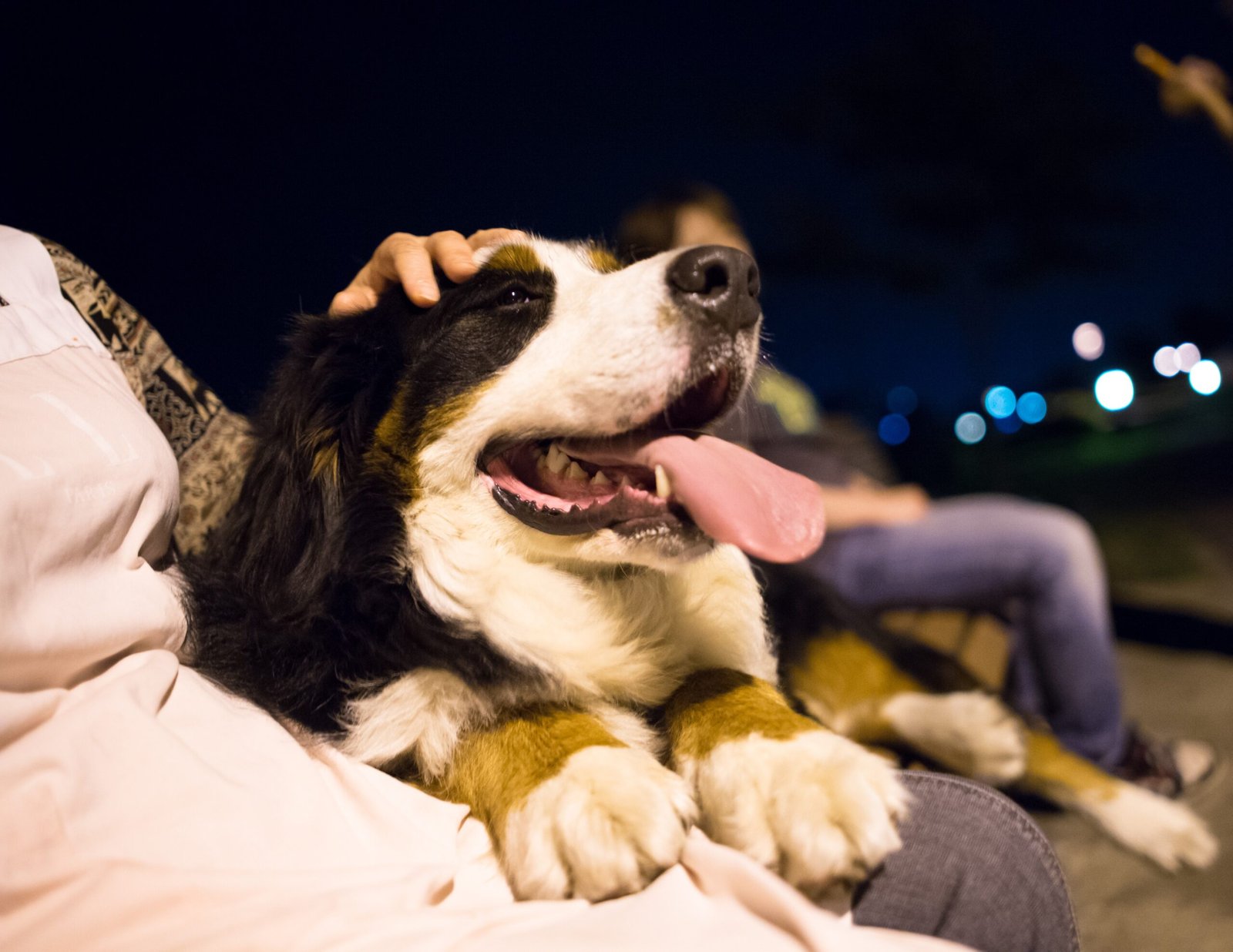 Bernese Mountain Dog: The Gentle Giant (image credits: wikimedia)