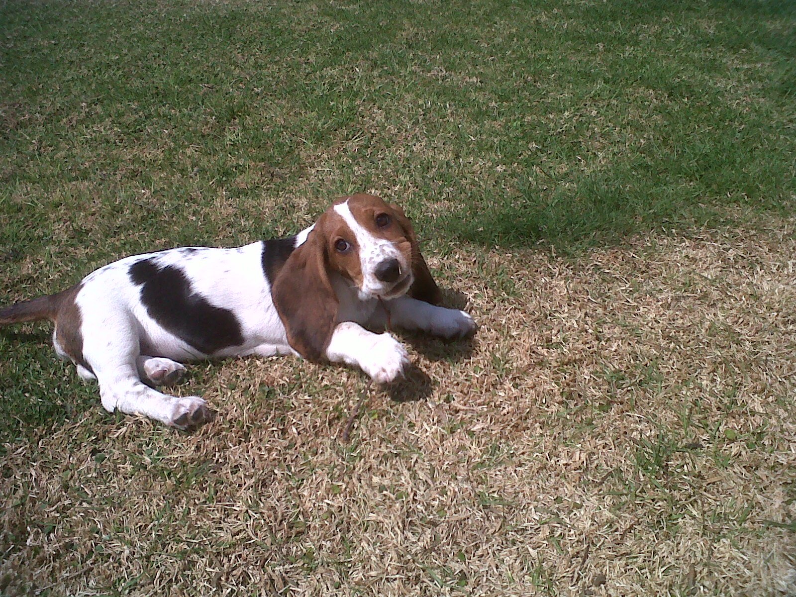 Basset Hound: The Laid-Back Buddy (image credits: wikimedia)