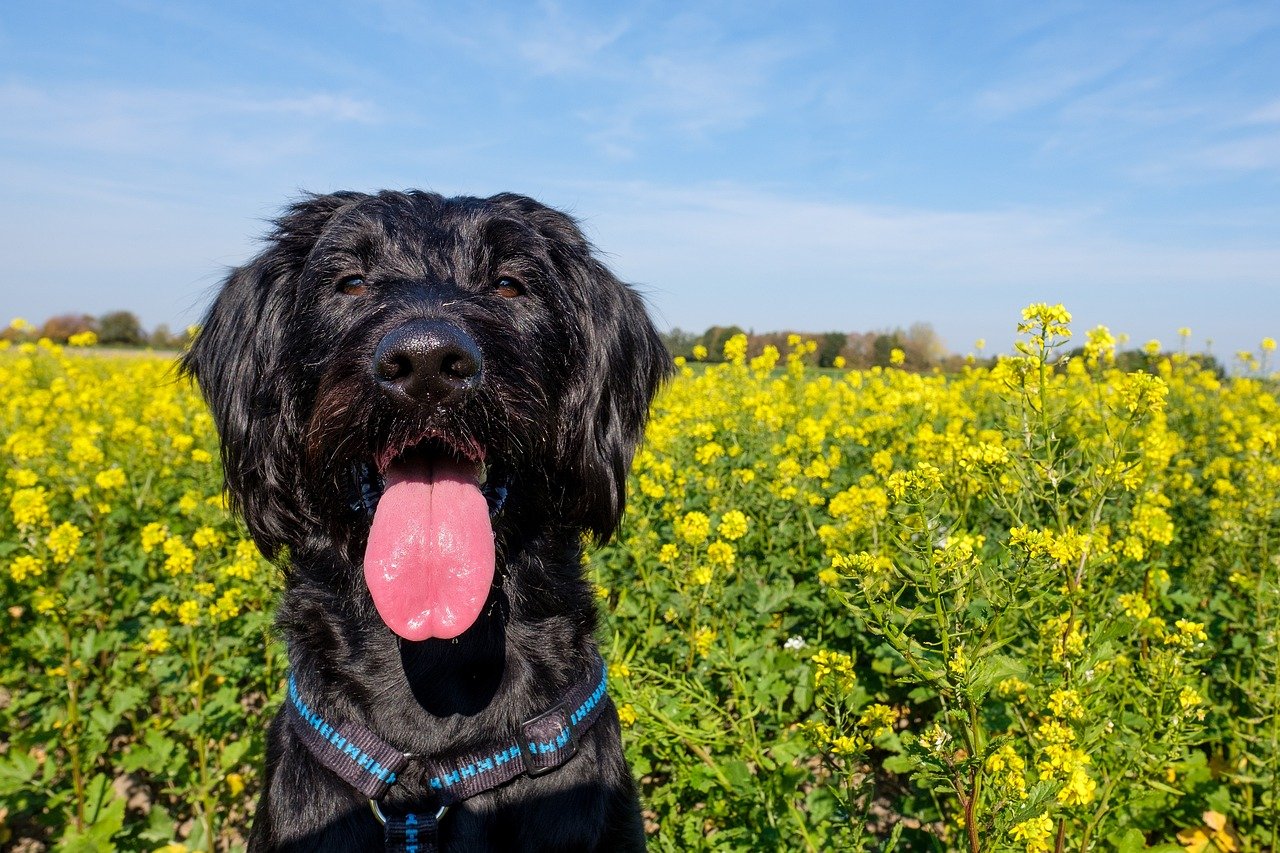 Giant Schnauzer: The Bold Defender (image credits: pixabay)