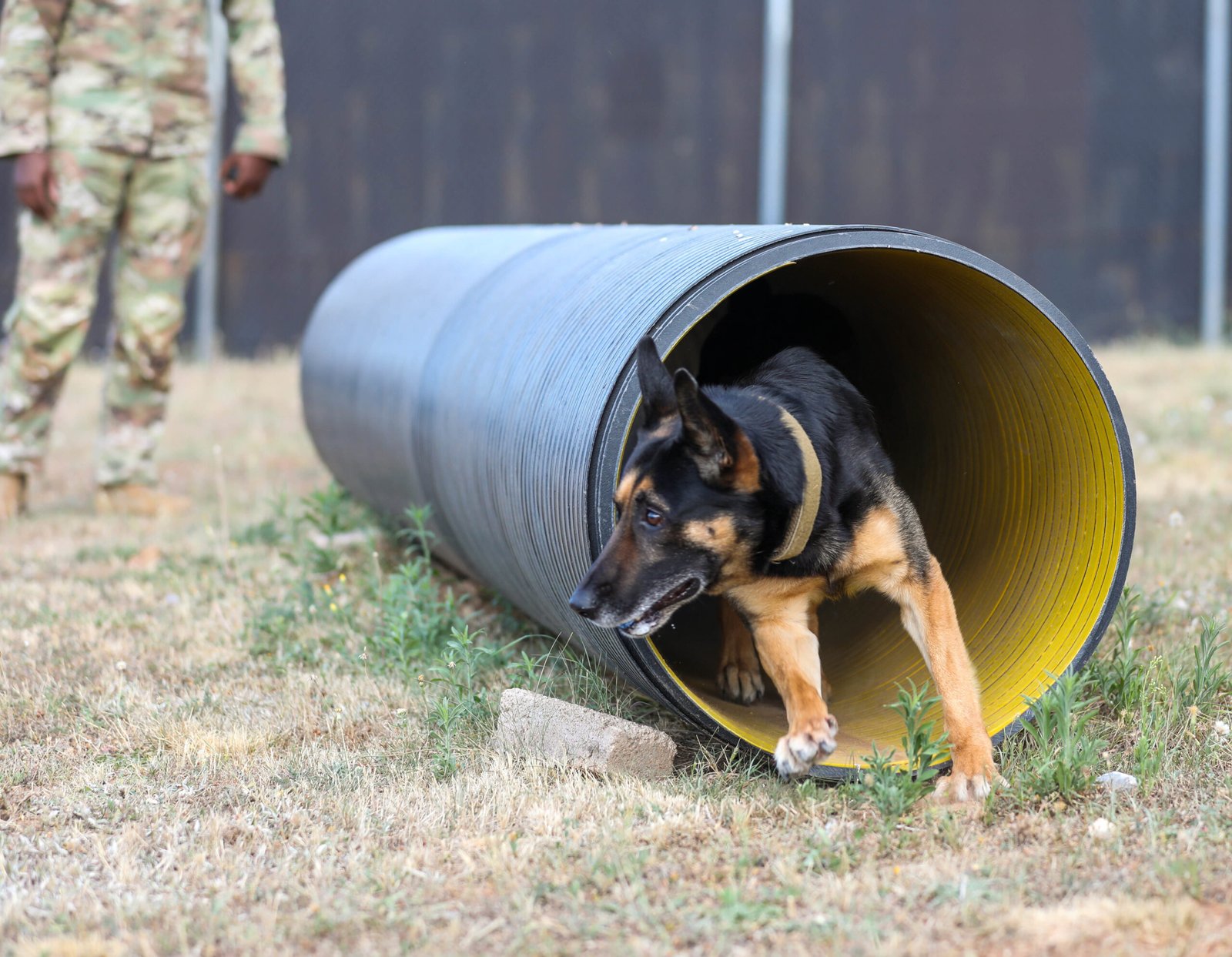 Not Your Average Couch Potato (image credits: wikimedia)