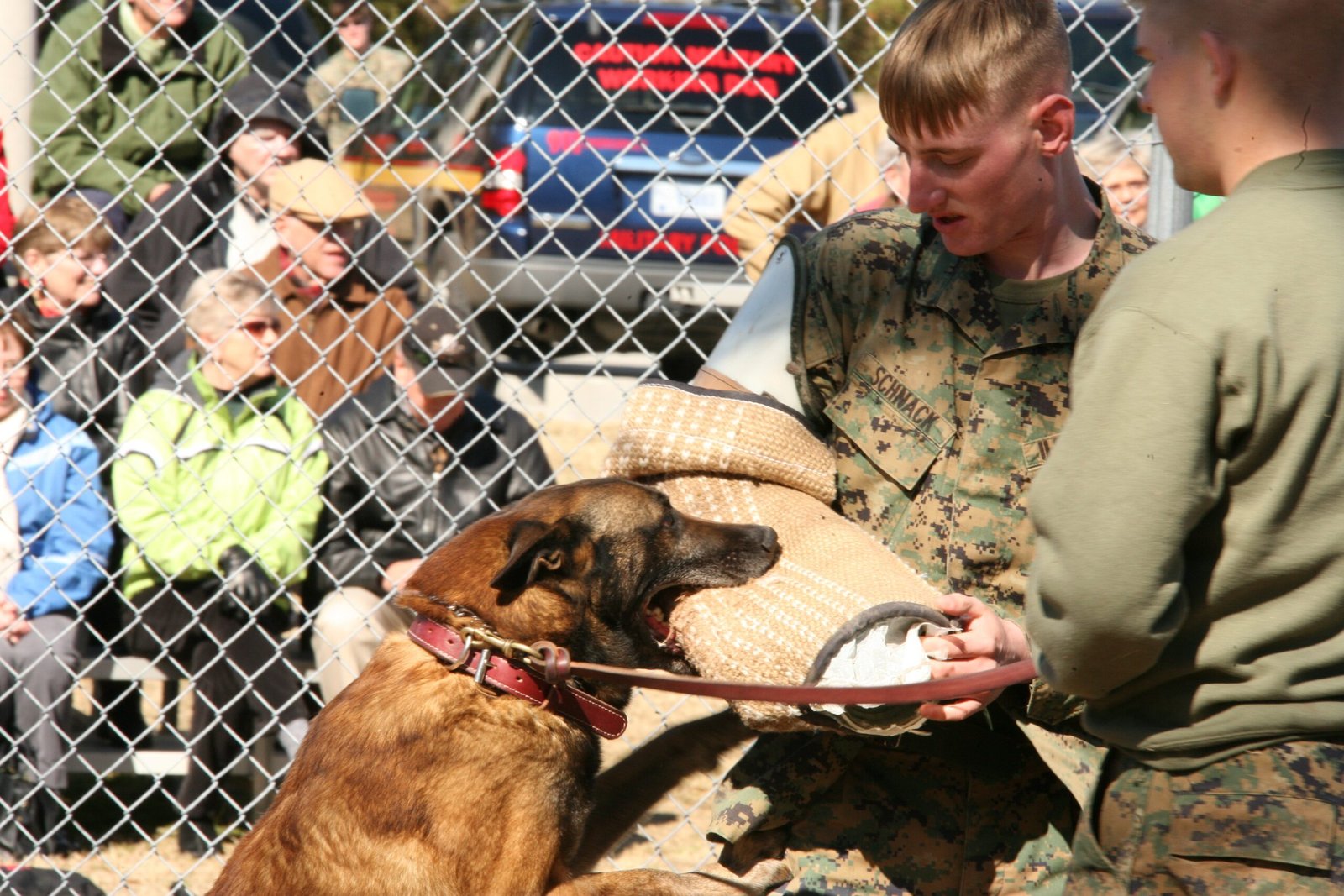 The Belgian Malinois Is Not a Pet for Everyone—Here’s Why!