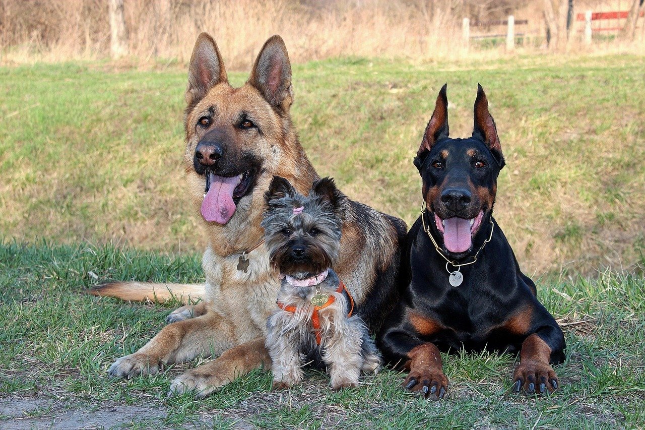 They Don’t Get Along With Other Pets (image credits: pixabay)