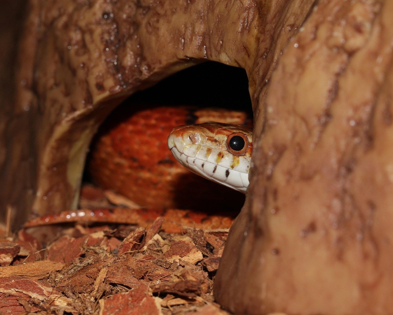 Offer Plenty of Hiding Spots (image credits: pixabay)