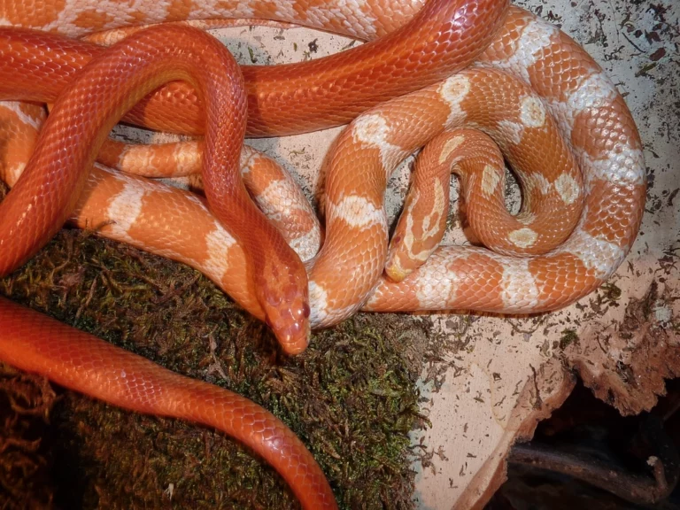 10 Care Tips To Improve the Comfort and Wellbeing of Your Corn Snake