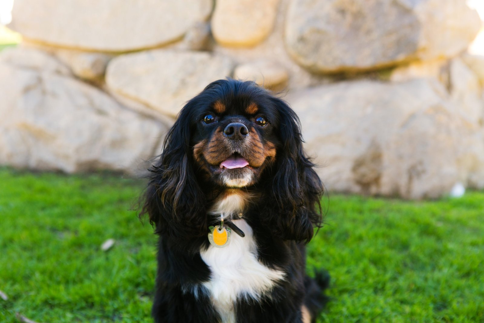 Cavalier King Charles Spaniel (image credits: wikimedia)