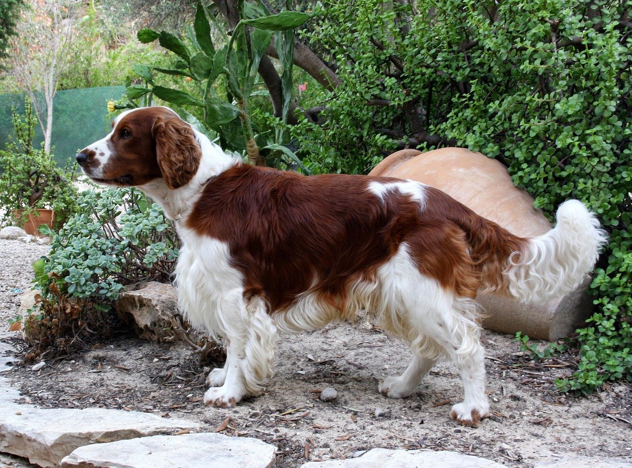 Welsh Springer Spaniel (image credits: pixabay)
