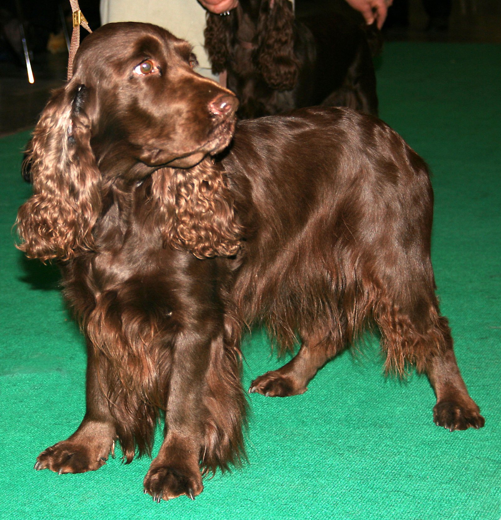 Field Spaniel (image credits: wikimedia)