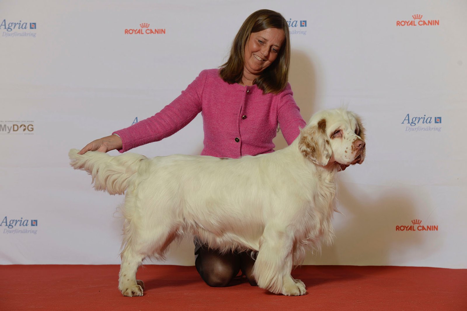 Clumber Spaniel (image credits: wikimedia)