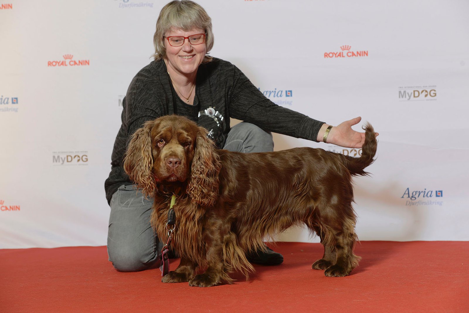 Sussex Spaniel (image credits: wikimedia)