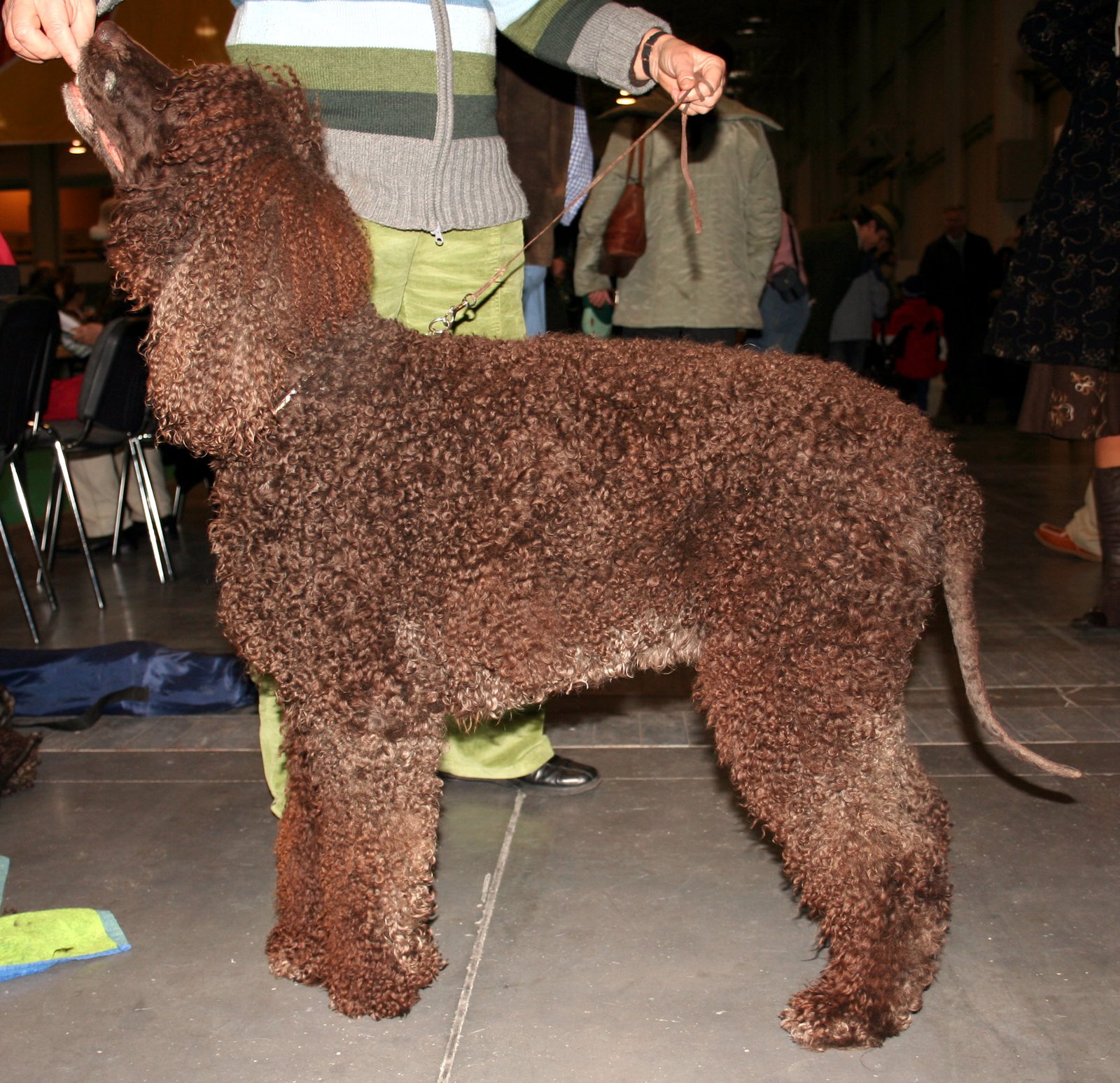 Irish Water Spaniel (image credits: wikimedia)