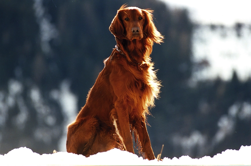 Health Risks for Senior Dogs (image credits: rawpixel)