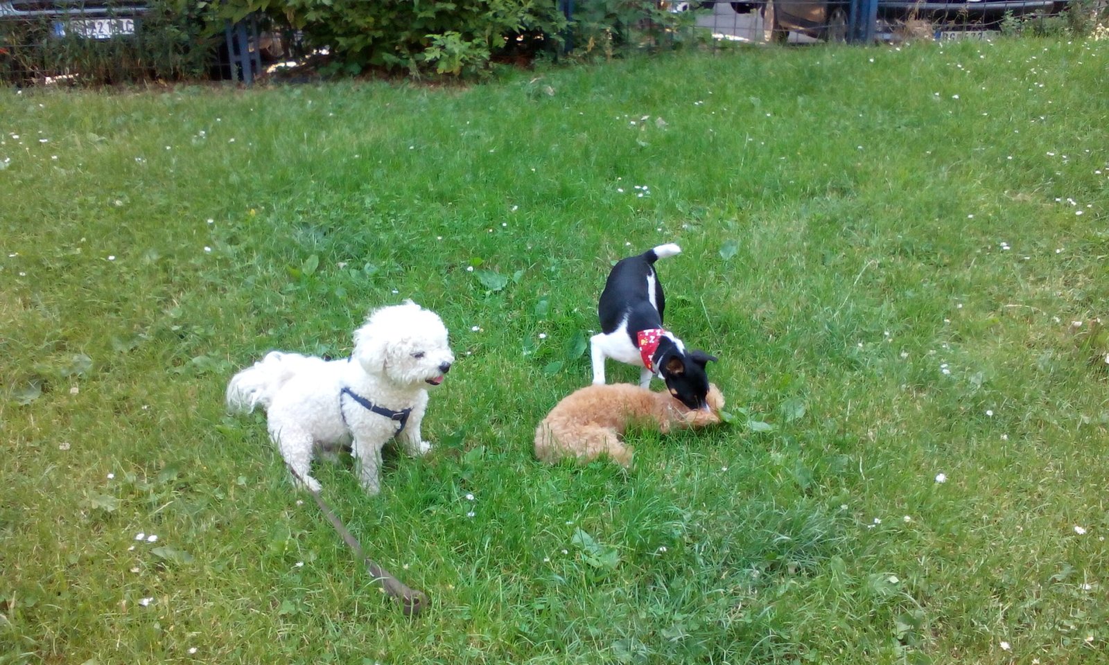 Social Butterflies: Poodles Spark Connections (image credits: wikimedia)
