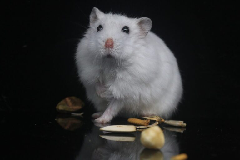 How to Bond with Your Hamster Without Scaring Them