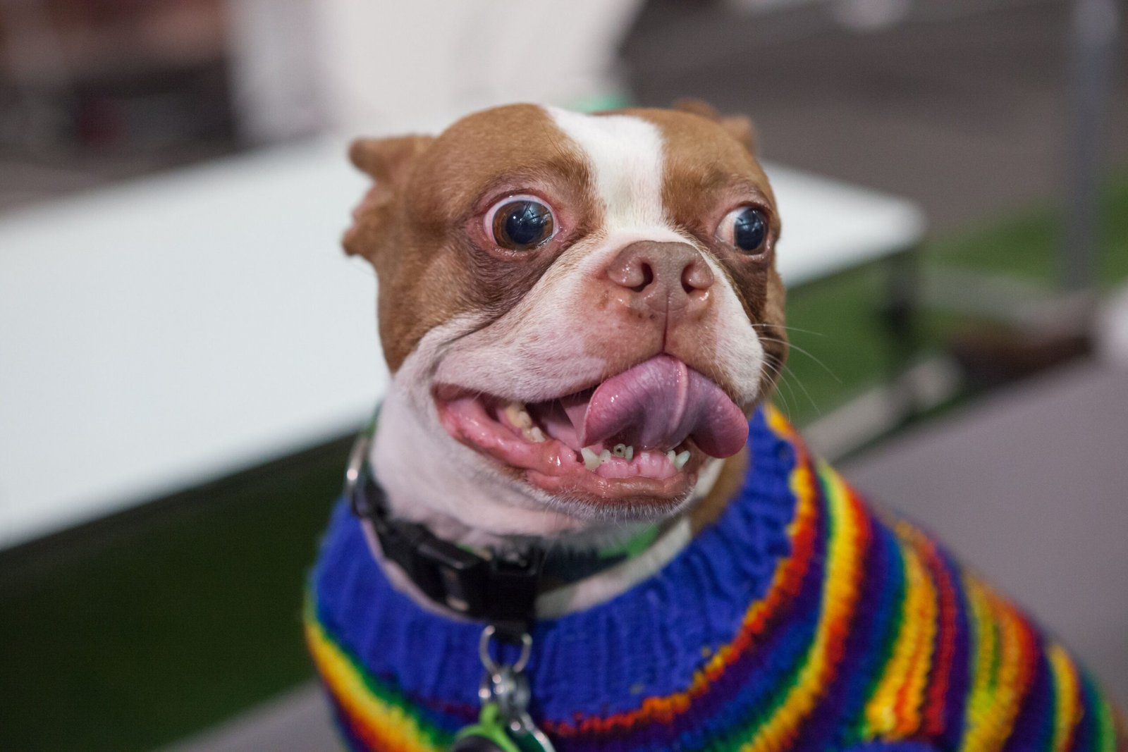 The Power of Warm, Stylish Dog Apparel (image credits: wikimedia)