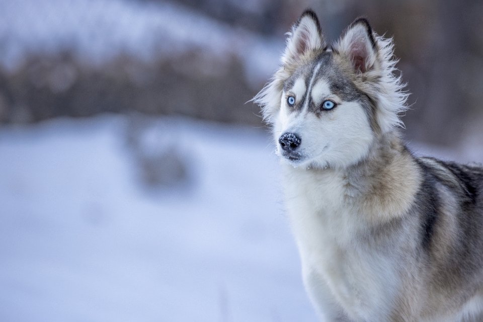 Siberian Husky (image credits: stocksnap)