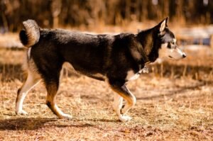 15 Dog Breeds That Could Survive in The Wild
