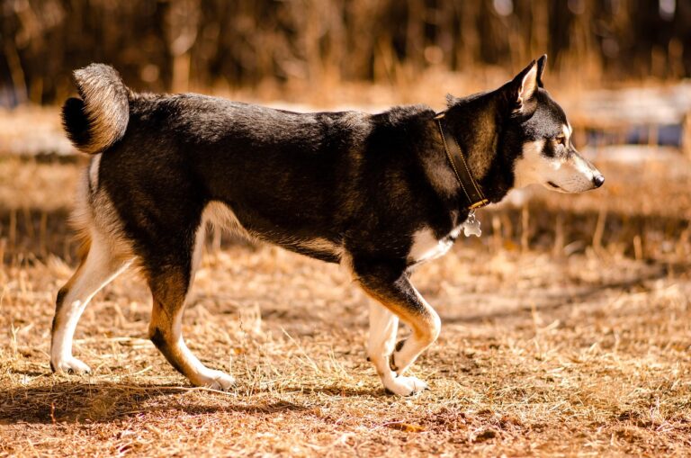 15 Dog Breeds That Could Survive in The Wild