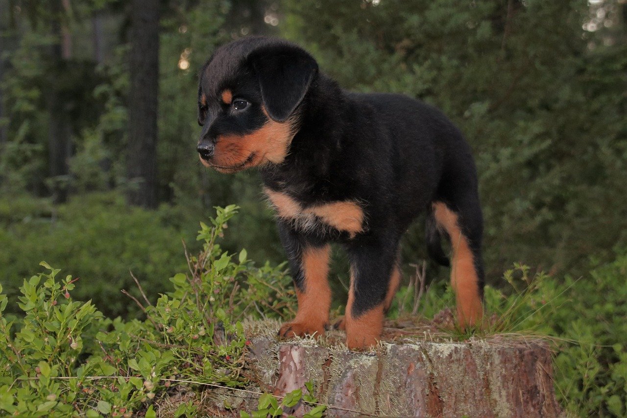 9. Not Always Good with Other Pets (image credits: pixabay)