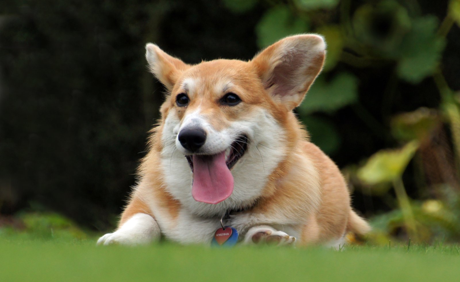 Temperament: Nature, Nurture, or a Bit of Both? (image credits: wikimedia)