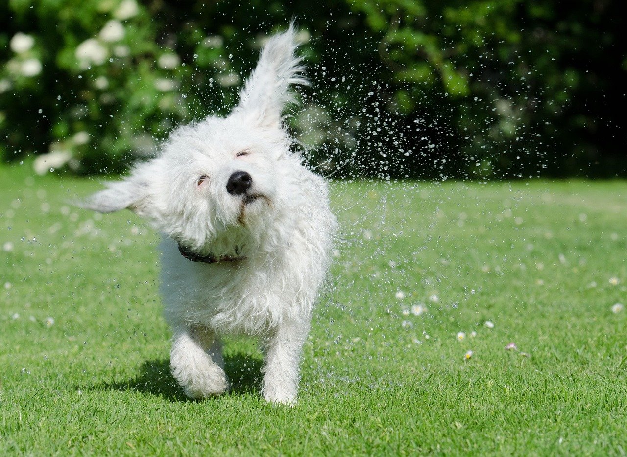 Rescue Dogs: Overcoming the Odds in Social Settings (image credits: pixabay)