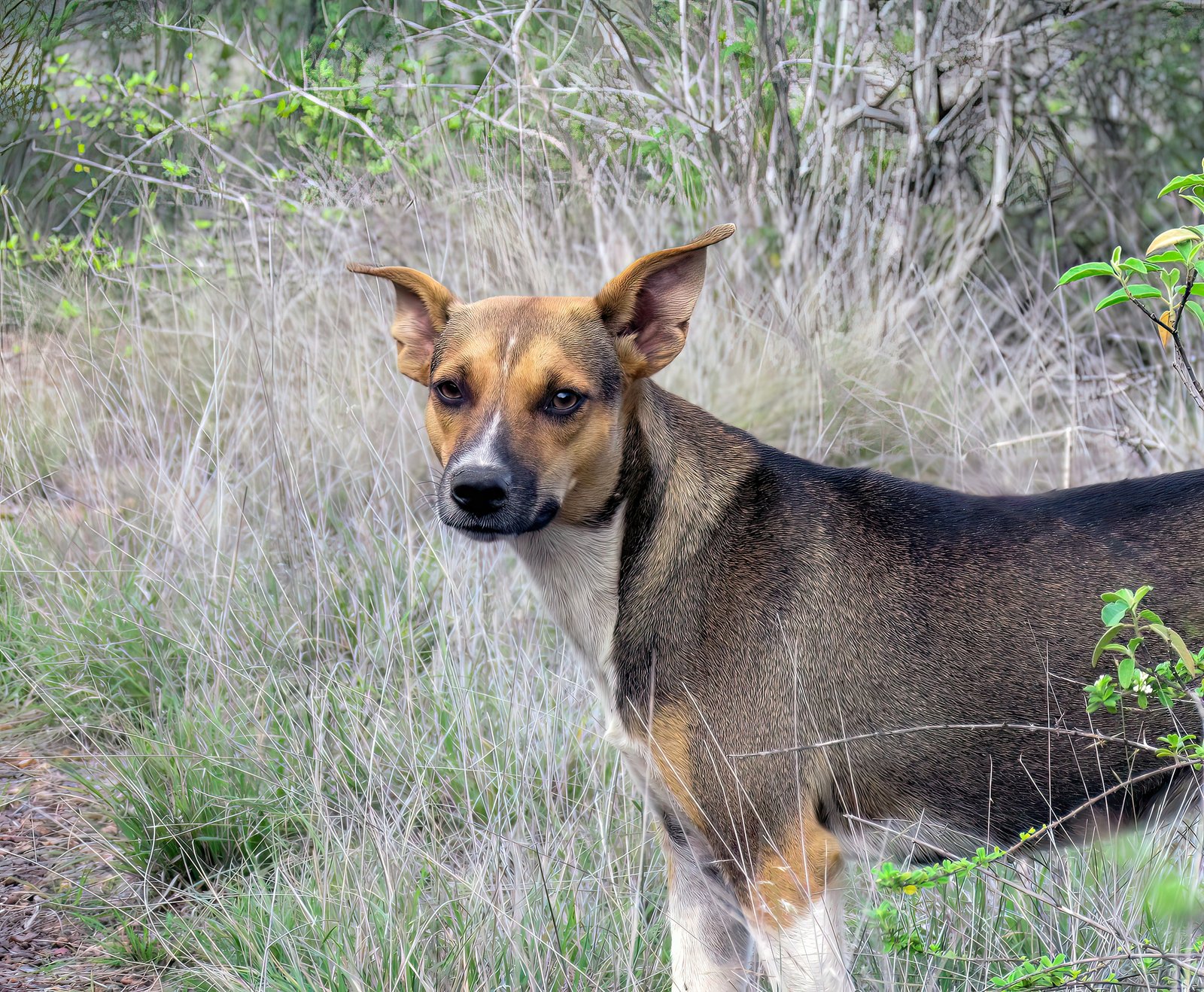 Mixed Breeds: Flexibility and Surprising Social Strengths (image credits: wikimedia)