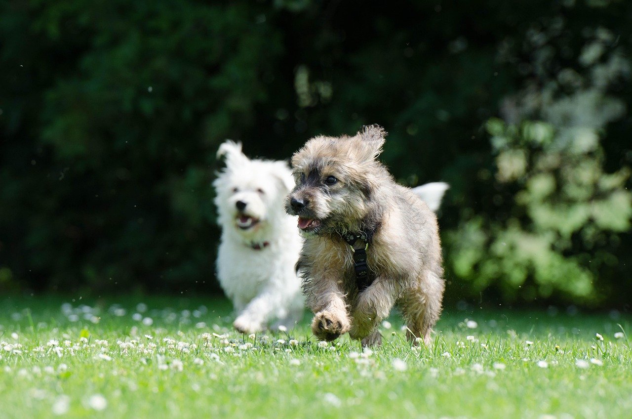Play Styles: Size Really Does Matter (image credits: pixabay)