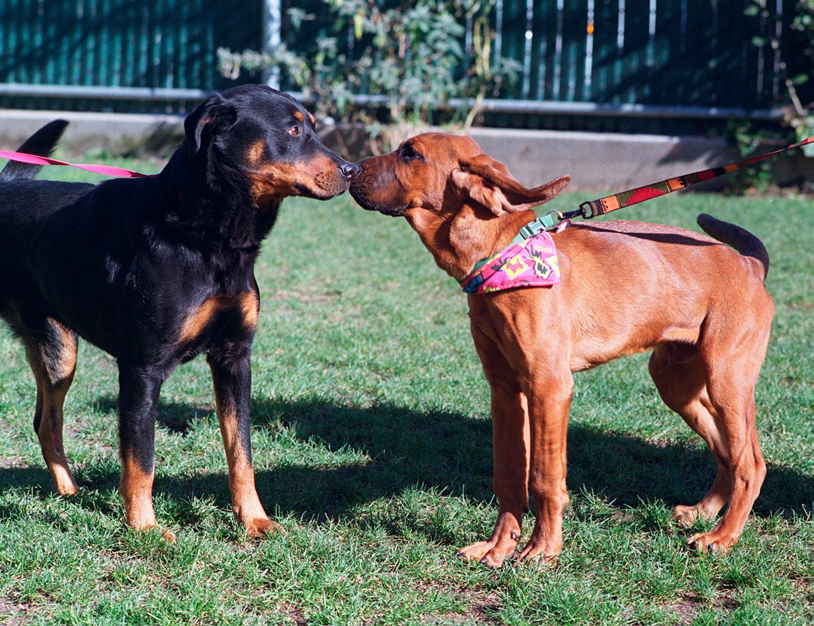 Introducing a New Dog to the Family (image credits: wikimedia)