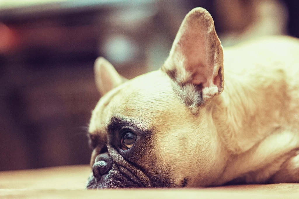 Do All Dogs Experience Jealousy? (image credits: rawpixel)