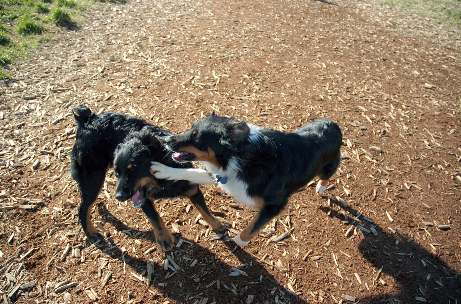 Understanding Your Dogs’ Natural Energy Levels (image credits: wikimedia)