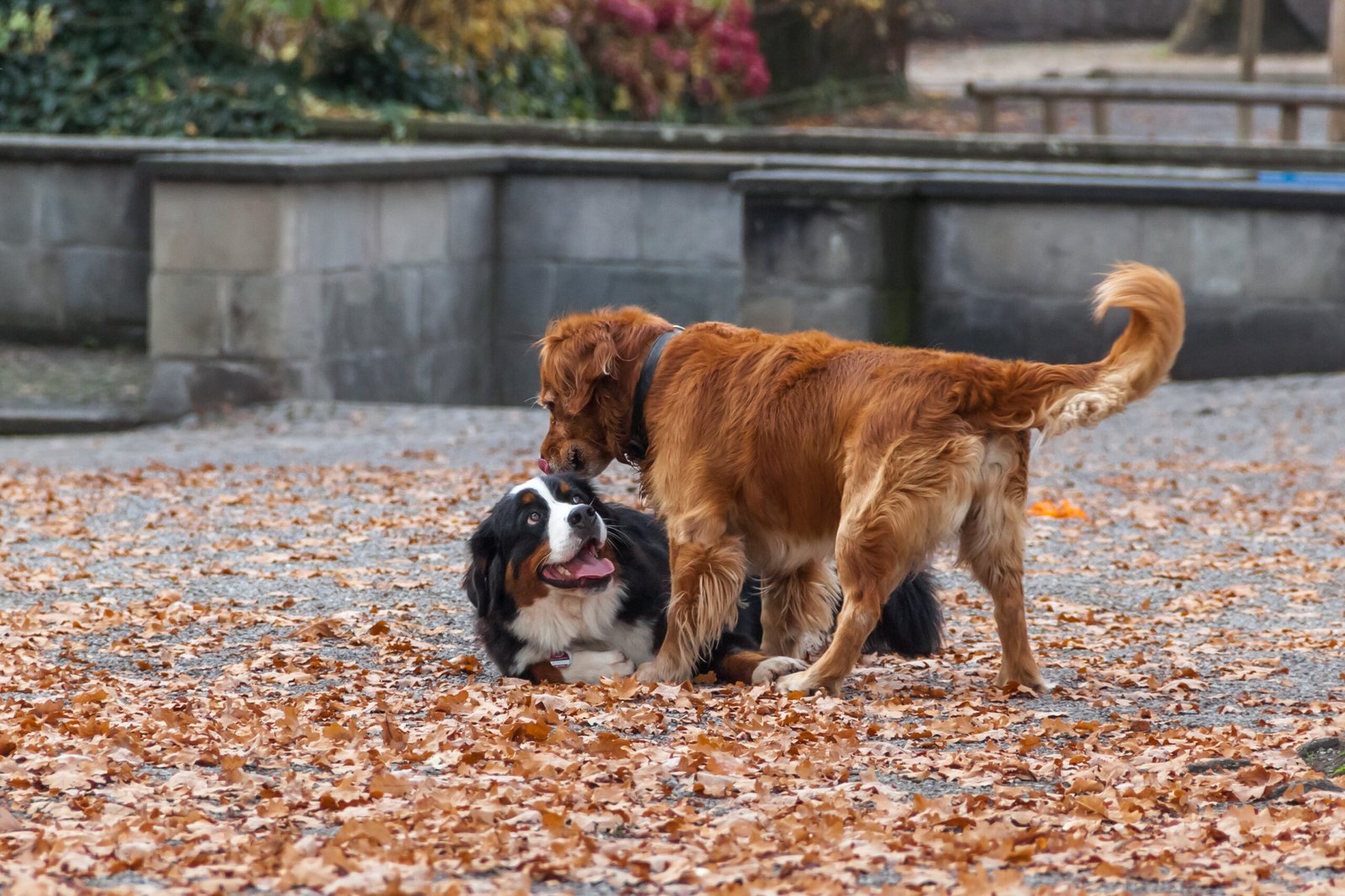 How to Help Dogs With Different Energy Levels Coexist