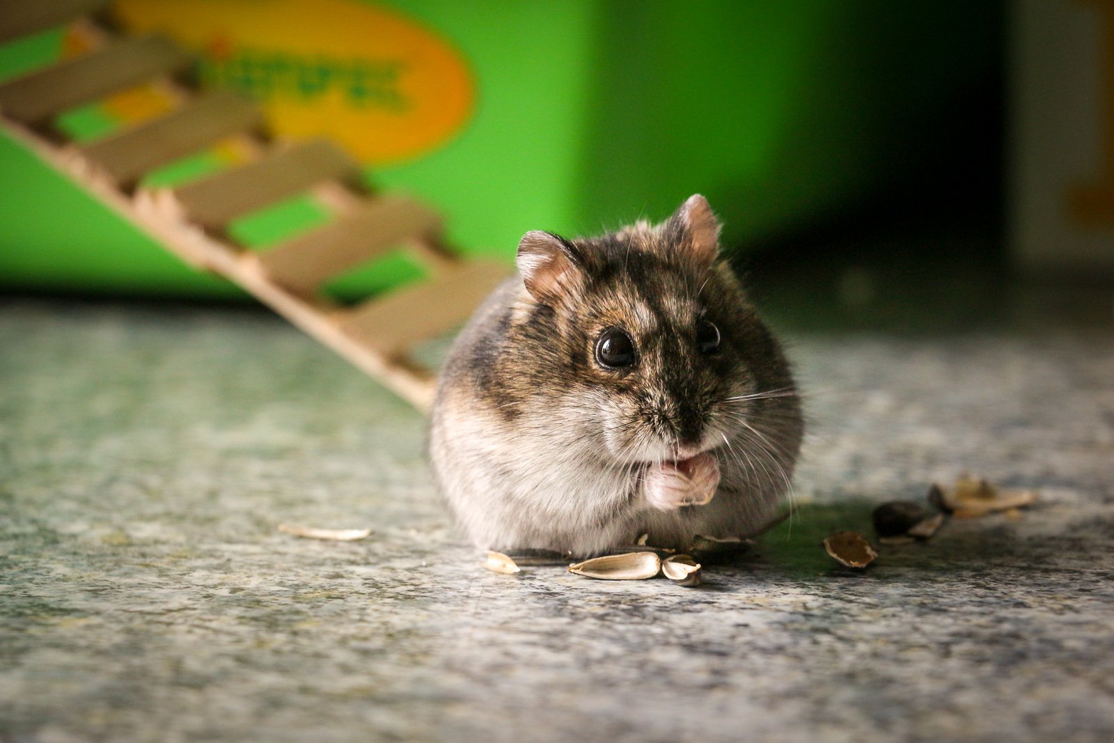 Making the Most of Feeding Time (image credits: wikimedia)